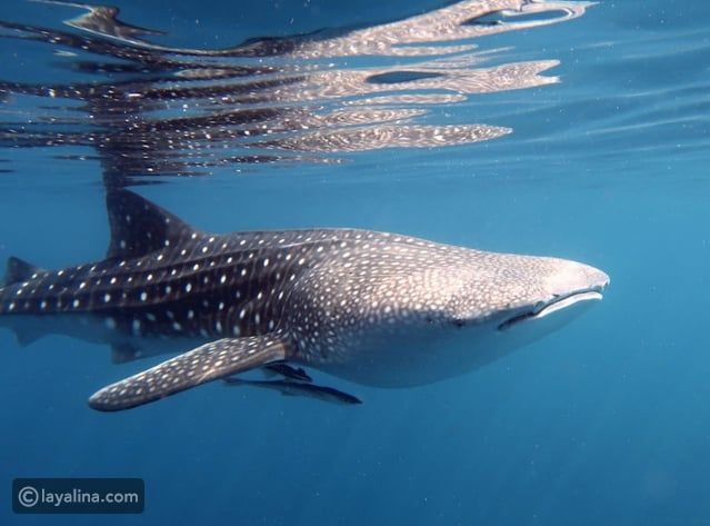 توقعات برج الحوت لشهر أبريل 2026: مرحلة انتقالية عميقة