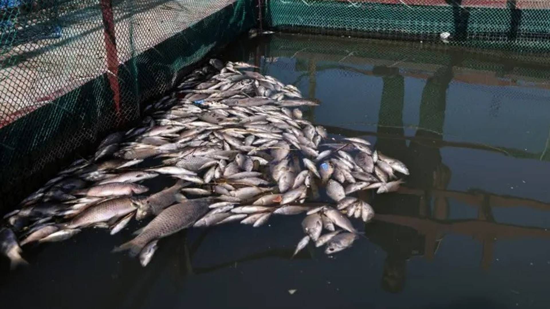 نفوق 300 طن من الأسماك... نهر دجلة تسبب...