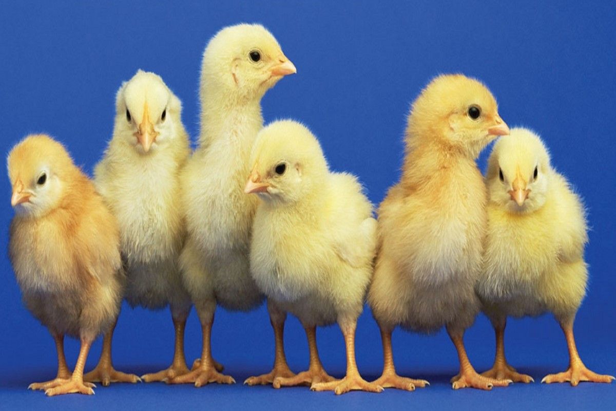 إعلان رسمي في سعر الكتكوت اليوم الثلاثاء 21 أبريل...