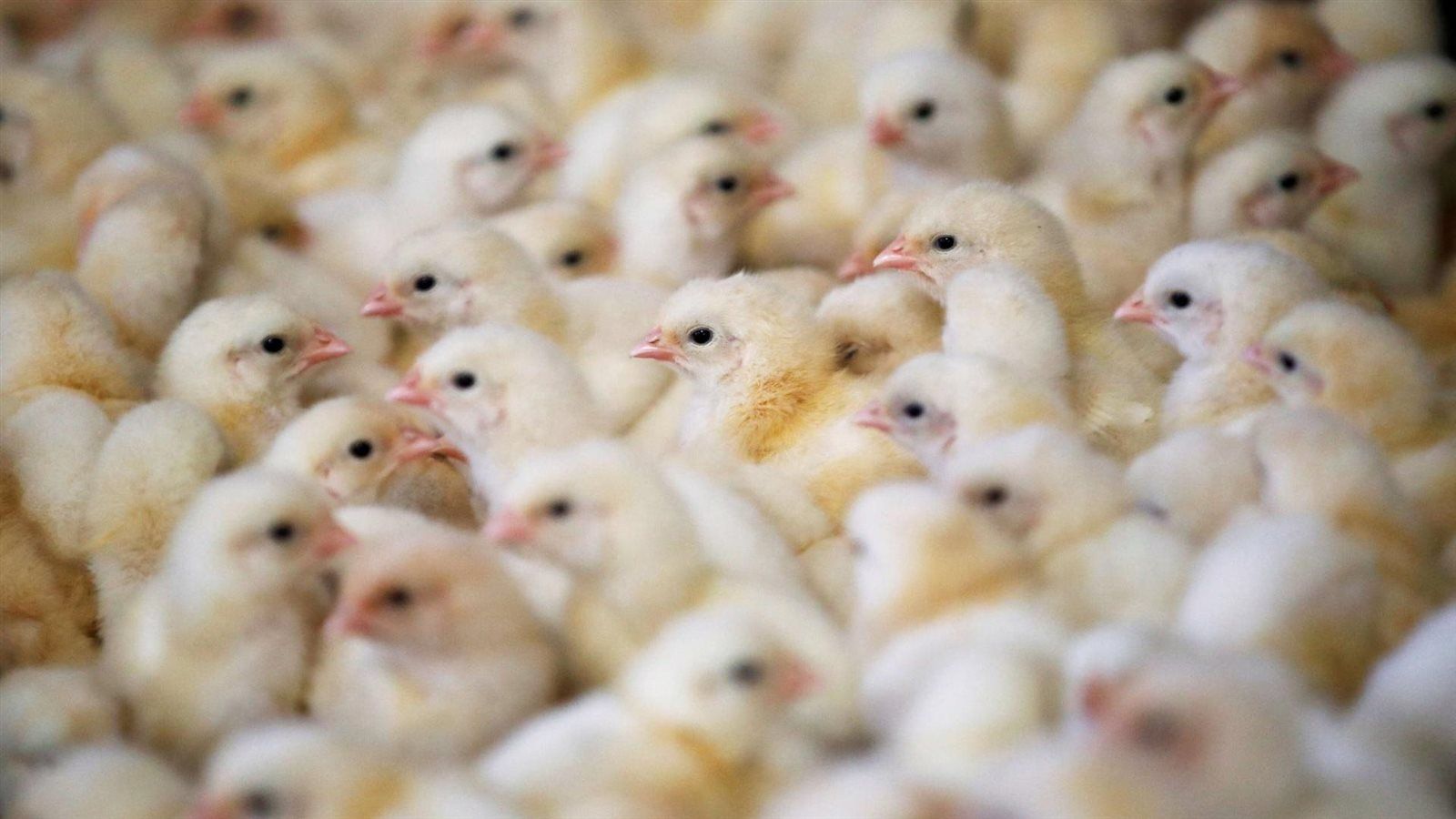 سعر الكتكوت الأبيض اليوم في بورصة الدواجن السبت...