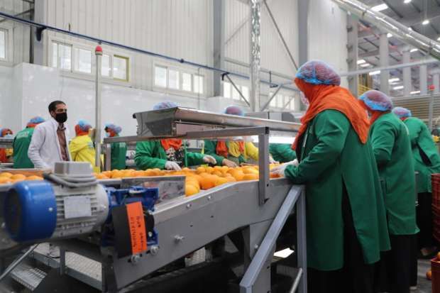 ملف.. الأزمات الإقليمية تدفع الشركات الزراعية لإعادة رسم خريطة التصدير