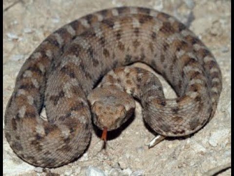 تطور مفاجئ داخل مسجد.. أفعى ضخمة تشق صفوف المصلين...