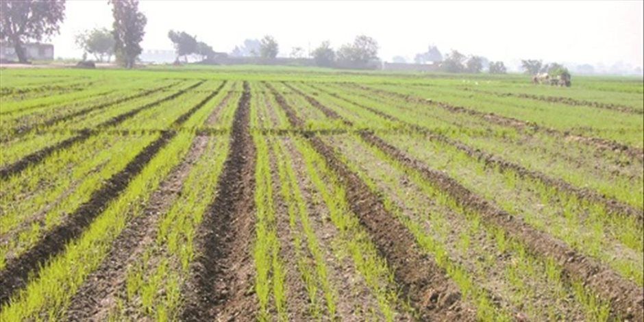 شركة الريف المصرى: زراعة القمح بمياه مالحة إنجاز جديد يدعم الأمن الغذائى