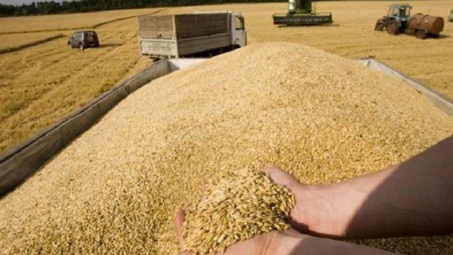 واردات مصر من القمح ترتفع إلى 5.8 مليون طن خلال 4 أشهر