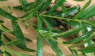 ماذا عن أوراقها؟ ..شجرة وصفت بالمعجزة في القران الكريم لعلاج معظم المشكلات الطبية