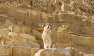 العالم اليوم - يركض وينبح.. فيديو "كلب الهرم" يحصد أكثر من مليون مشاهدة