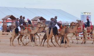 مهرجان الملك عبدالعزيز للإبل يحرك عجلة الاقتصاد في المناطق القريبة من المهرجان