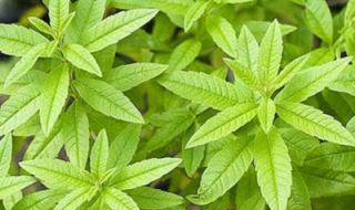 وداعاً للسرطان.. عشبة سحرية مفعولها صاروخ تقضي على السرطان تماما وتنمو في فصل الشتاء.. طريقة الإستخدام!!