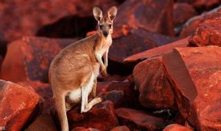 العالم اليوم - فيديو.. كنغر شارد يتسبب بأزمة مرورية في أميركا