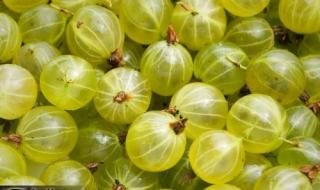 ” معجزة ربانية حيرت العالم بأكمله ” .. عشبة سحرية تحارب السرطان وتقوي العظام وتحسن وظائف الكبد والكلى