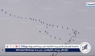 وزارة البيئة تواصل حماية الطيور المهاجرة.. إزالة 18 ألف متر من الشباك المخالفة في المحميات الطبيعية