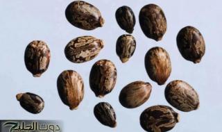 «كنز ثمين موجود في كل بيت؟!».. عشبة من الجنة متوفرة في كل مطبخ تعالج النقرس وآلام المفاصل ولها فوائد