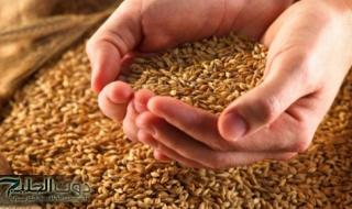 أسعار القمح في الأردن