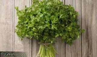 «عشبة معجزة برائحة ربانية في كل بيت عربي».. تقوي الذاكرة ويغذي المخ ويحارب الشيخوخة ويعزز نمو الشعر ويطيل