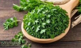 سعرها على "قد الإيد".. عشبة تقضي على الإمساك وتقلل خطر الإصابة بالسرطان