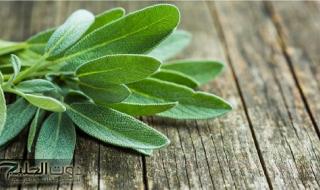 مفعولها أقوى من السحر.. عشبة بتقلل الوزن والكوليسترول وتزيد الذاكرة والشعر