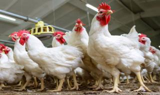 الكيلو زاد أكثر من 40 جنيهًا.. سعر الفراخ...