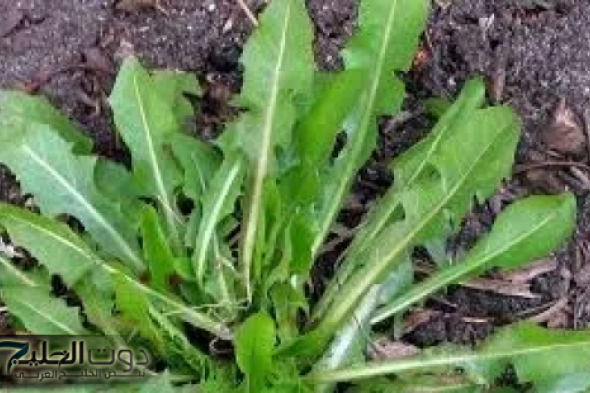 "ولا كنا نعرف عنها حاجة".. عشبة لا تعرف قيمتها.. موجودة في كل مكان وثمارها تساوي مليون جنيه!