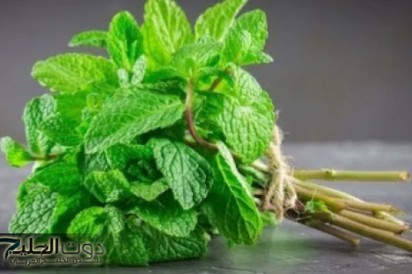 "معجزة الرحمن الخارقة".. من ورق النعناع وورق الغار اقضي على دهون البطن والترهلات في أسبوع واحد فقط.. لكن بهذه الطريقة الوحيدة!!