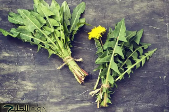 جسمك هيبقا سايح زي الماء.. مدحت شلبي يكشف عن عشبة جبارة لتخسيس البطن والارادف في 3 ايام فقط