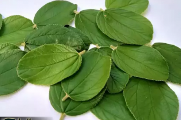 "محدش عايزك تعرفيها!".. عشبة من مطبخك هترجعك شابة تاني وهتصغرك 20 سنة... هتقولي ياريتني كنت عرفتها من زمان!!؟