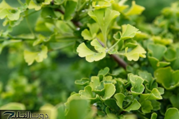 «عشبة سحرية في كل بيت عربي» مفتاح الشباب والذاكرة القوية، اكتشف سرها الآن!