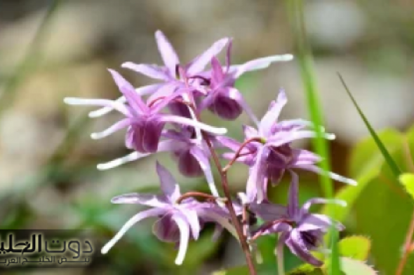 جوزك مش هشوف غيرك؟!.. عشبة ربانية جبارة لزيادة الرغبة بين الزوجين أقوى من الحبة الزقاء هتخلي جوزك زي الحصان!!!