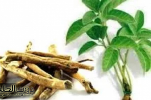 "بذور العشبة السحرية هترجعك شباب مهما كان عمرك فوق السبعين.. وكنز لعلاج أمراض كتير!"