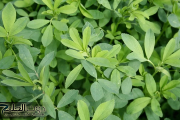 «انسى الريجيم نهائي»..مي نور الشريف تكشف عن نبتة فعّالة في كل مطبخ لإنقاص الوزن دون حمية قاسية!