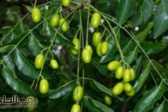 "انسي كل المسكنات!".. ملعقة واحده من هذه العشبة السحرية وستنتهي اوجاعك للأبد.. اعرفها قبل فوات الاوان!