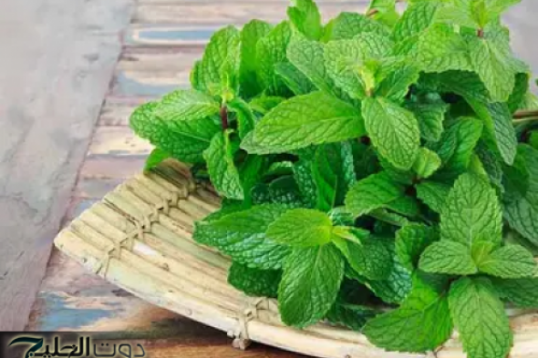 "يدوب تلحق نفسك".. طريقة مدهشة لشد الجسم والتخلص من دهون البطن في أسبوع باستخدام ورق النعناع وورق الغار!