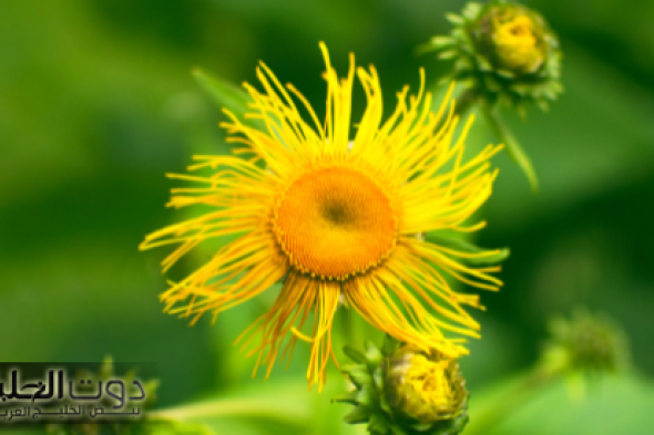 "هتنزل تشتريها حالا"... اغرب انواع الزهور النادره تعالج مرض السكري التراكمي واقوى 10 مرات من الانسولين... مش هتصدق النتيجة!!