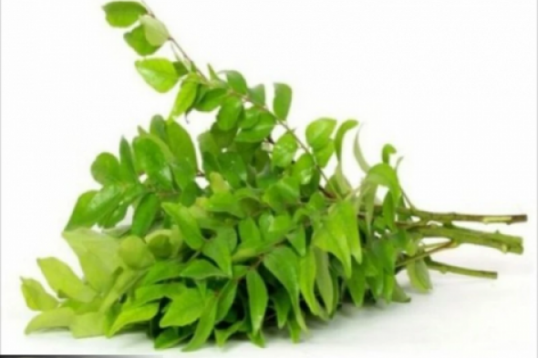 "محدش هيشتكي تاني منه!".. عشبة تزرع في السعودية وعرة تمتص السكر في الدم.. وهي أقوى ثلاث مرة من إبرة الانسولين!!