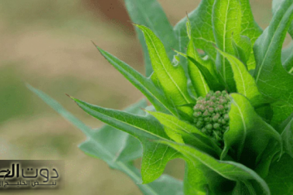 عشبة ربانية رحمة من الله؟!.. تعرف على الفوائد الصحية المذهلة للخس البري لتنظيم مستويات السكر وعلاج السكر التراكمي.. جربها وهتدعيلي!!!