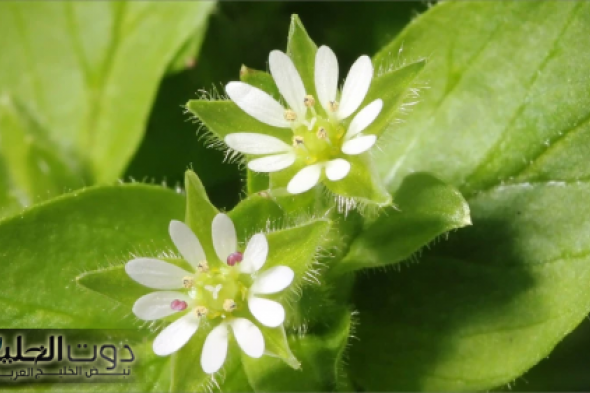 بدون الحاجة للرجيم والحرمان ”.. الفنانة مي كساب تكشف عن عشبة جبارة وسحرية موجودة في كل مطبخ لإزالة الكرش المترهل في 3 أيام وإنقاص الوزن !