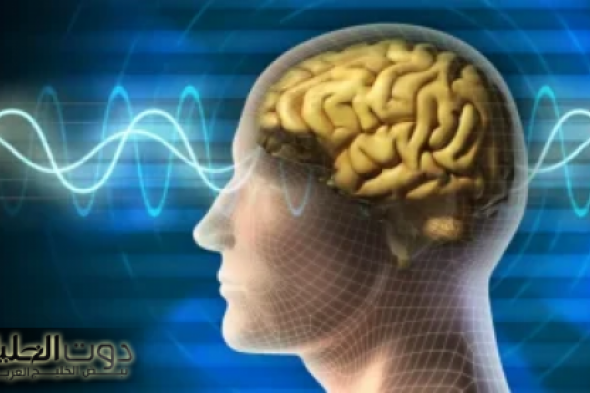 «معجزة نبته جبارة نزلت من السماء»… استنشاقها يقوي الذاكرة ويقضى على الزهايمر ويحسن وظائف المخ ويخفف التوتر فوراً..متوفرة بكل بيت!؟!!!