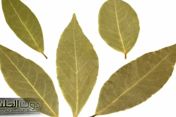 "لنسف الكرش والأرداف بكل سهولة بـ 3 أيام".. استخدم ورق الغار بتلك الطريقة فقط ..وقل وداعاً لدهون البطن والإحراج!!