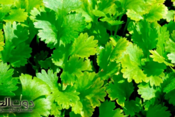 عشبة ربانية خضراء مهملة يجهلها الكثير تمنع ارتفاع سكر دم وتنقي الجسم من السموم..برخص التراب و تصنع المعجزات.!
