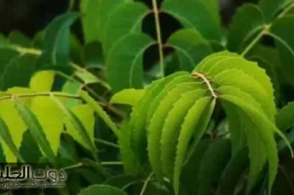 "مش هتصدق اللي هتشوفه!"... نبات لا يستطيع الذباب الاقتراب منه ابدا... هتتفاجأ منه!!