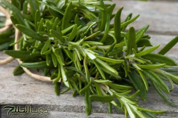 "قمته مهدورة!!.. عشبة مهملة في كل بيت يجهلها الجميع.. تعيدك شابا حتى لو كنت في الـ 70 من عمرك.