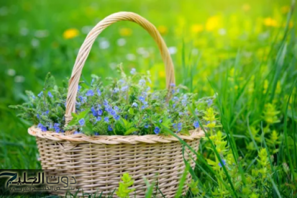 معجزة سحر احسن من ابر الانسولين.. عشبة يمنية شهيرة حيرت الأطباء بقدرتها الفائقة على ضبط مستوى السكر في الدم .. انسي الأدوية من بعدها!!