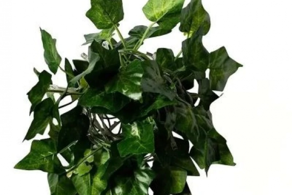 "ياخسارة عمرنا اللي ضاع ومنعرفهاش"...!! عشبة سحـرية تخفض السكر التراكمي .. أقوى 100 مرة من قوة إبرة الانسولين!!