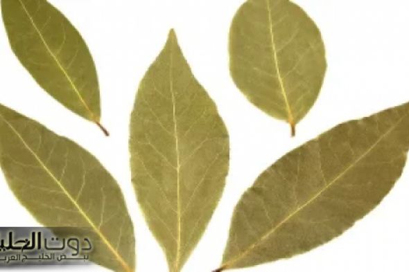 "عطار ابن حلال نصحني بيها".. وصفة ورق الغار للتخسيس هتشيل الجناب والكرش..في 7 ايام؟ عودك هيبقي مثالي!""عطار ابن حلال نصحني بيها".. وصفة ورق الغار للتخسيس هتشيل الجناب والكرش..في 7 ايام؟ عودك هيبقي مثالي!"