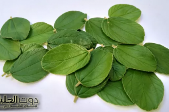 «نزلت من السماء»... أوراق عشبة تنظيم مستويات السكر وعلاج اضطرابات الجهاز الهضمي - ضاع عمرنا منعرفهاش