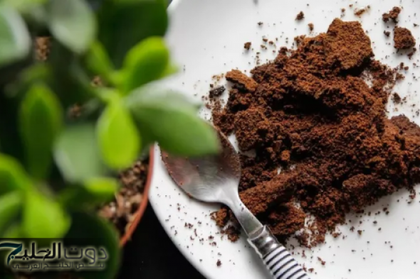 "3% بس اللي يعرفوا المعلومة دي" .. يابخت اللي يعرف فوائد تفل الشاي هيحول صحتك 360 درجة .. معلومات أول مرة تسمعها!!