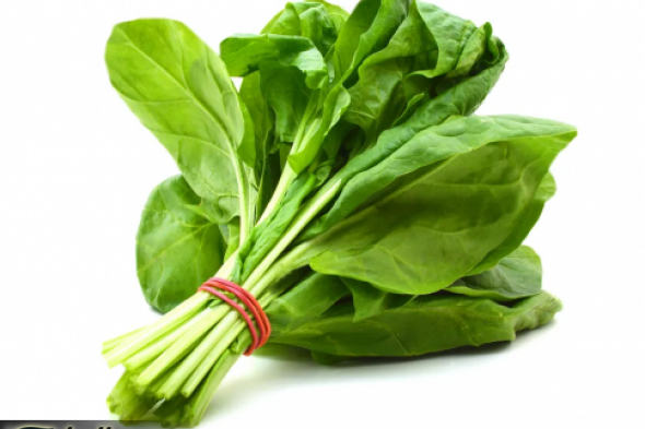 سم فتاك في السبانخ!!.. صاحب محل خضار يكشف عن وجود سم قاتل في السبانخ.. هتاكل منها حتى لو مره واحده هتموت!!