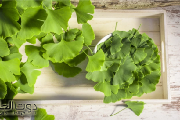 اكتشف العشبة السحرية المتوفرة في كل منزل والتي تنشط الذاكرة وتعيد الشباب خلال وقت قياسي بدون مجهود!