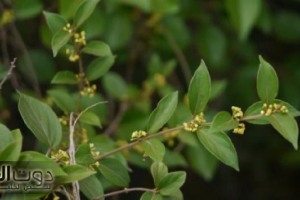 معجزة طبيعية وكنز رباني يخفض السكر في الدم ويوازن الأنسولين بسرعة مذهلة تعرف على العشبة التي أدهشت الأطباء!