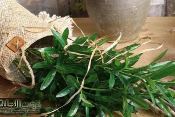 الشجرة المباركة المذكورة في القرآن معجزة طبية تخفض ضغط الدم وتمنع الكوليسترول وتضبط السكر بشكل مذهل!