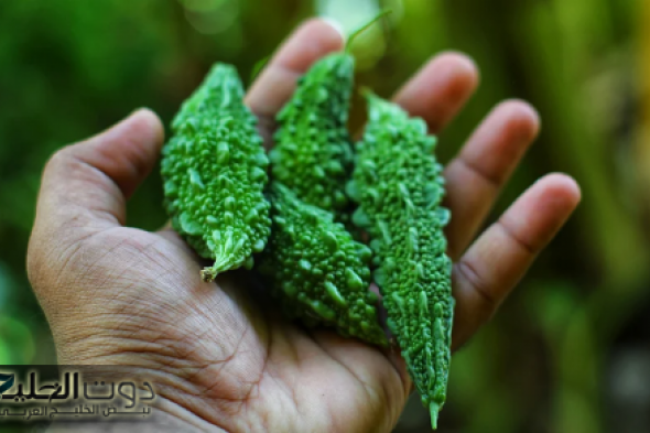 «معجزة عشبة مهملة نزلت من السماء»..تنقص الوزن وتفرتك الدهون وتحافظ على مستوى السكر في الدم افضل من الأنسولين..متوفرة في كل مكان ويجهلها الكثيرون.!!